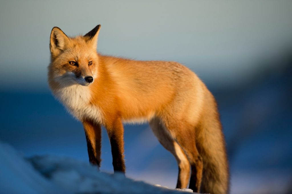OutFoxed Wildlife Control Services SarniaLambton