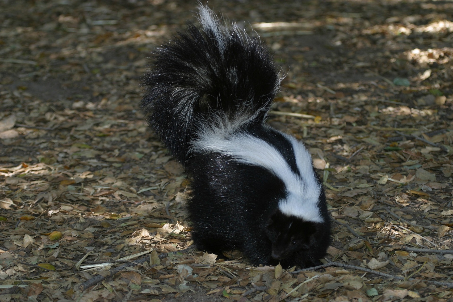 skunk removal sarnia